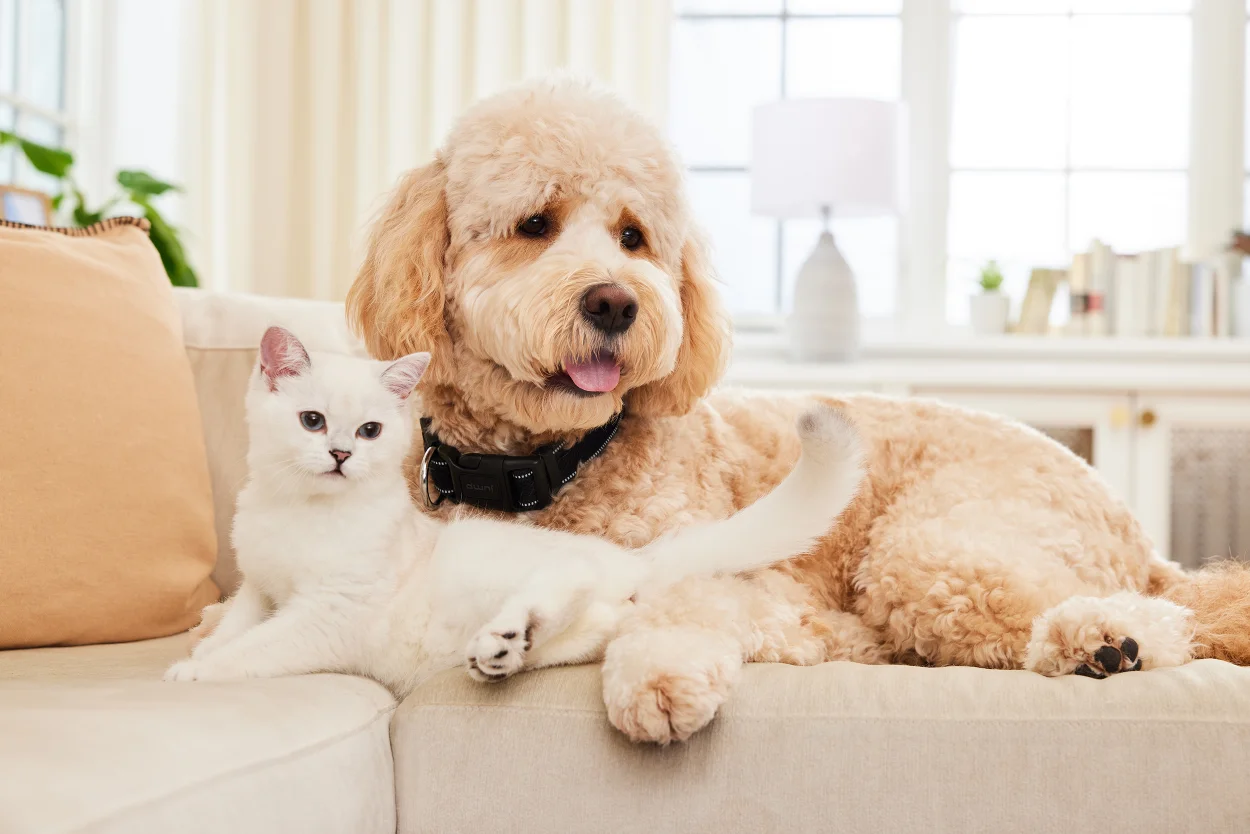 HuggleFlatties Reggie Raccoon Dog Toy