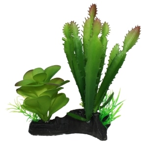 Cactus & Succulent Combo