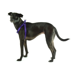 Nylon Adjustable Purple Dog Harness