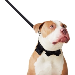 Wedding Black Dog Collar & Leash Set