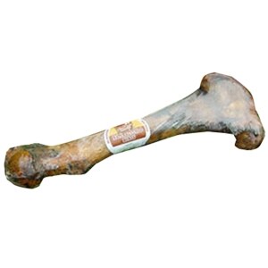 Cured Dino Bone