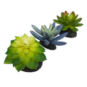 Blue & Green Succulents