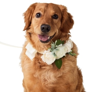 Wedding Ivory Dog Collar and Leash Set