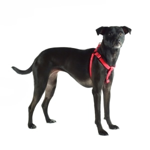 Nylon Adjustable Red Dog Harness