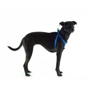 Nylon Adjustable Blue Dog Harness