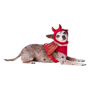 Devil Wing Harness & Horns Red Dog Set