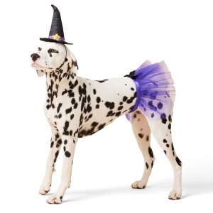 Witch Black & Purple Halloween Dog Costume