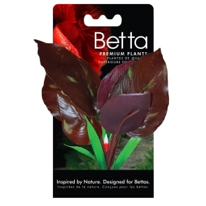 Red Lizard Betta Plant