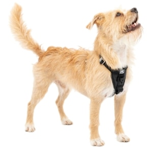 Enhanced Strength Tru-Fit Smart Black Dog Harness