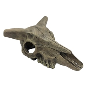 Deer Skull