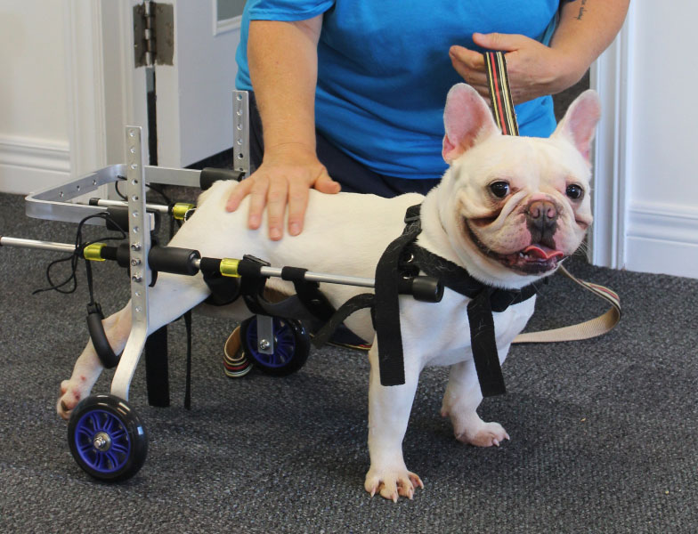Small French Bulldog wearing wheels on back paws