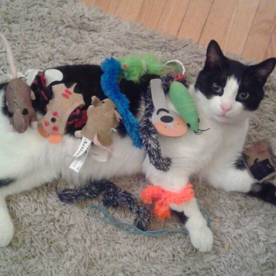 Cat with all toys on body