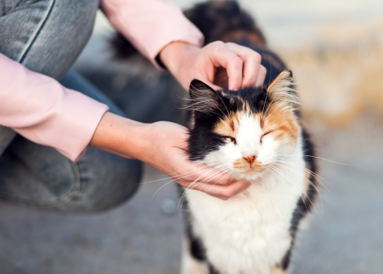Cat being patted
