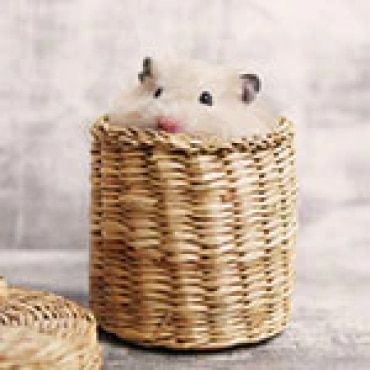 Hamster in a basket