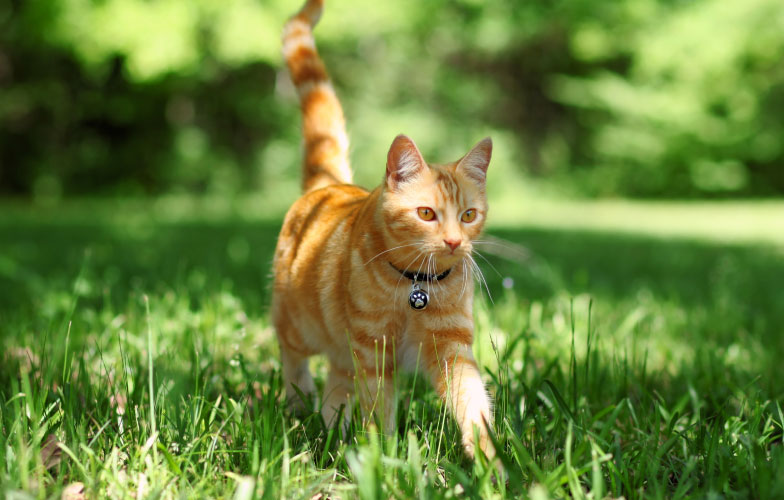 Cat running in the grass