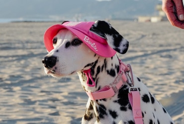 Barbie Landing Page - Image gallery thumbnail - Shop Barbie Collars, leashes, and harnesses
