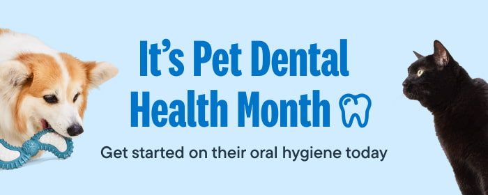 It's Pet Dental Health Month