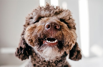 Curly haired dog showing front teeth