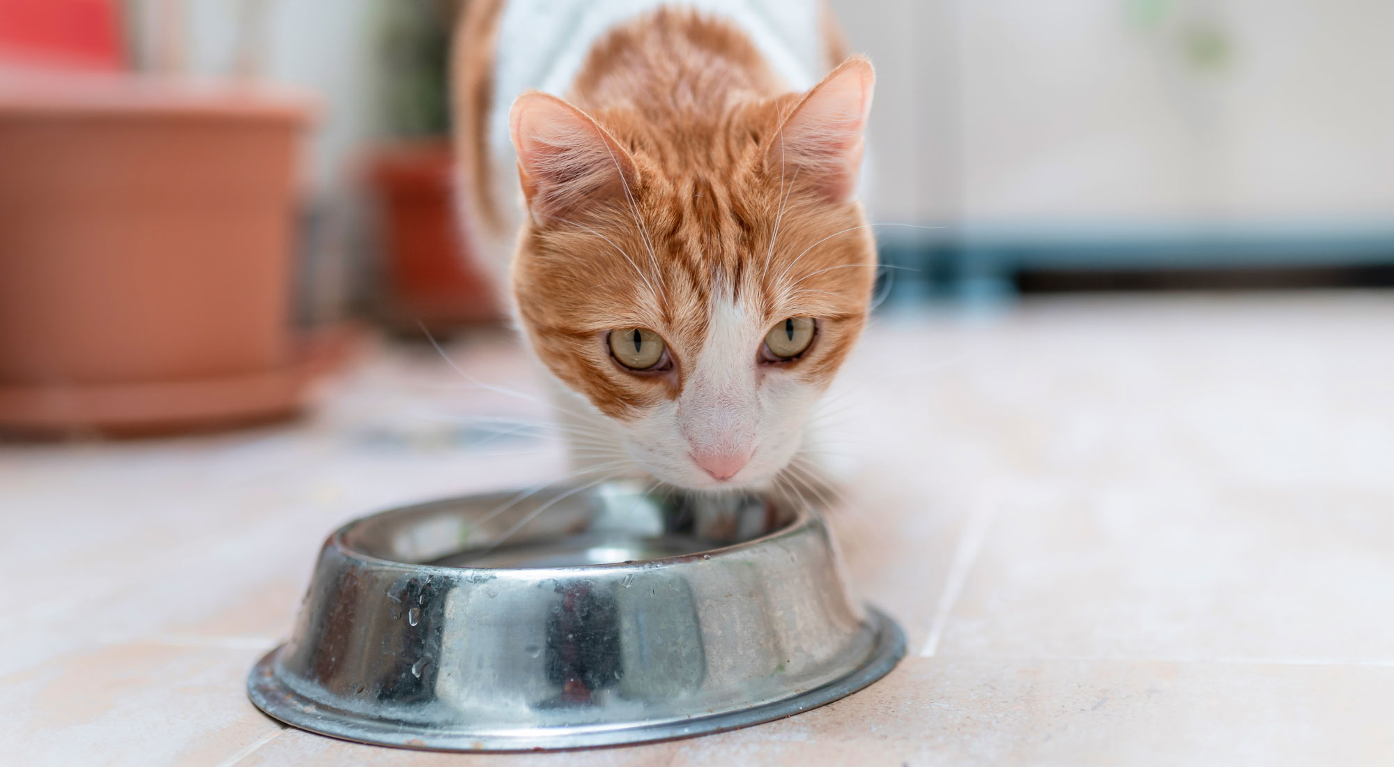 Cat drinking water from dish