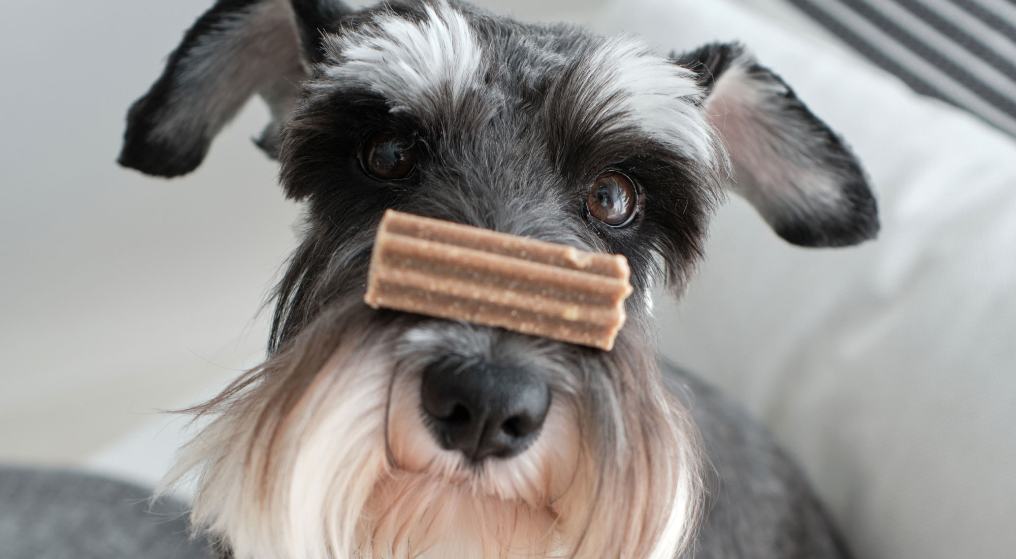 Dog balancing a dental chew on their nose