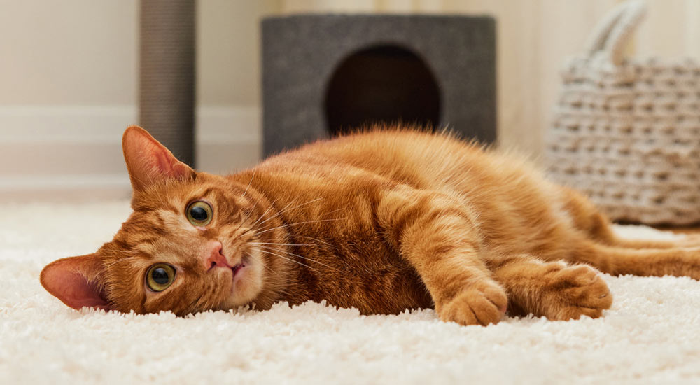 Stay one step ahead of parasites - Cat laying on carpet