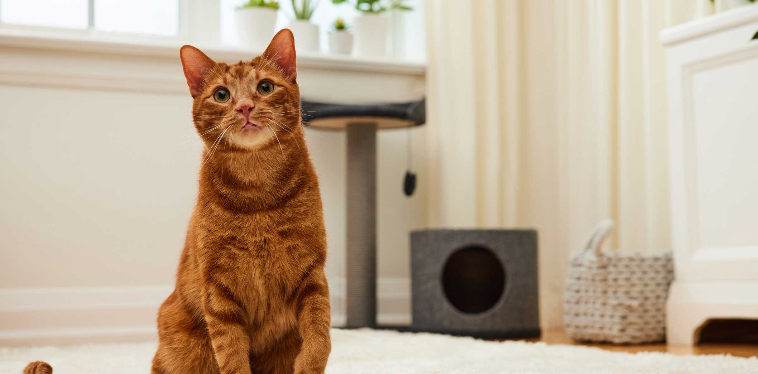 5 pet products that help prevent problems down the road - Cat sitting on a carpet