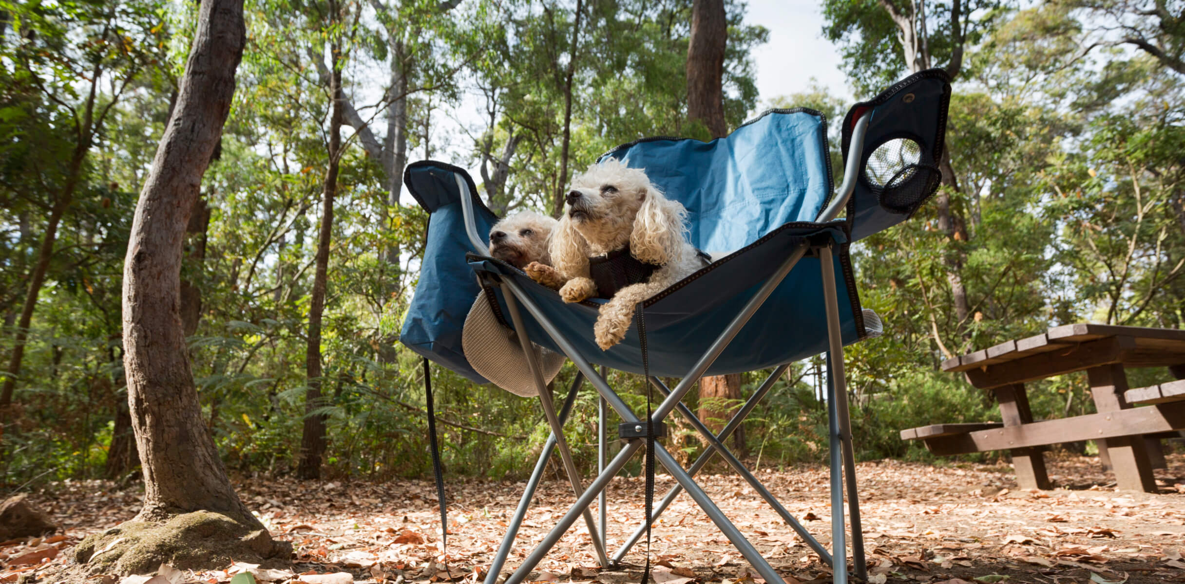 Dog sitting on a camping chair