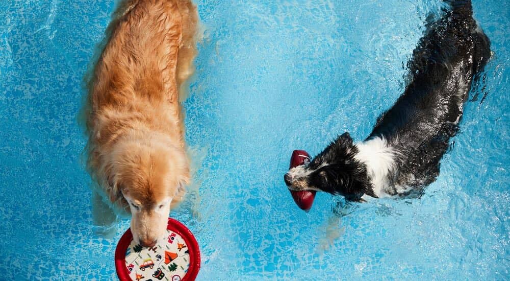 Two dogs swimming and playing in the pool