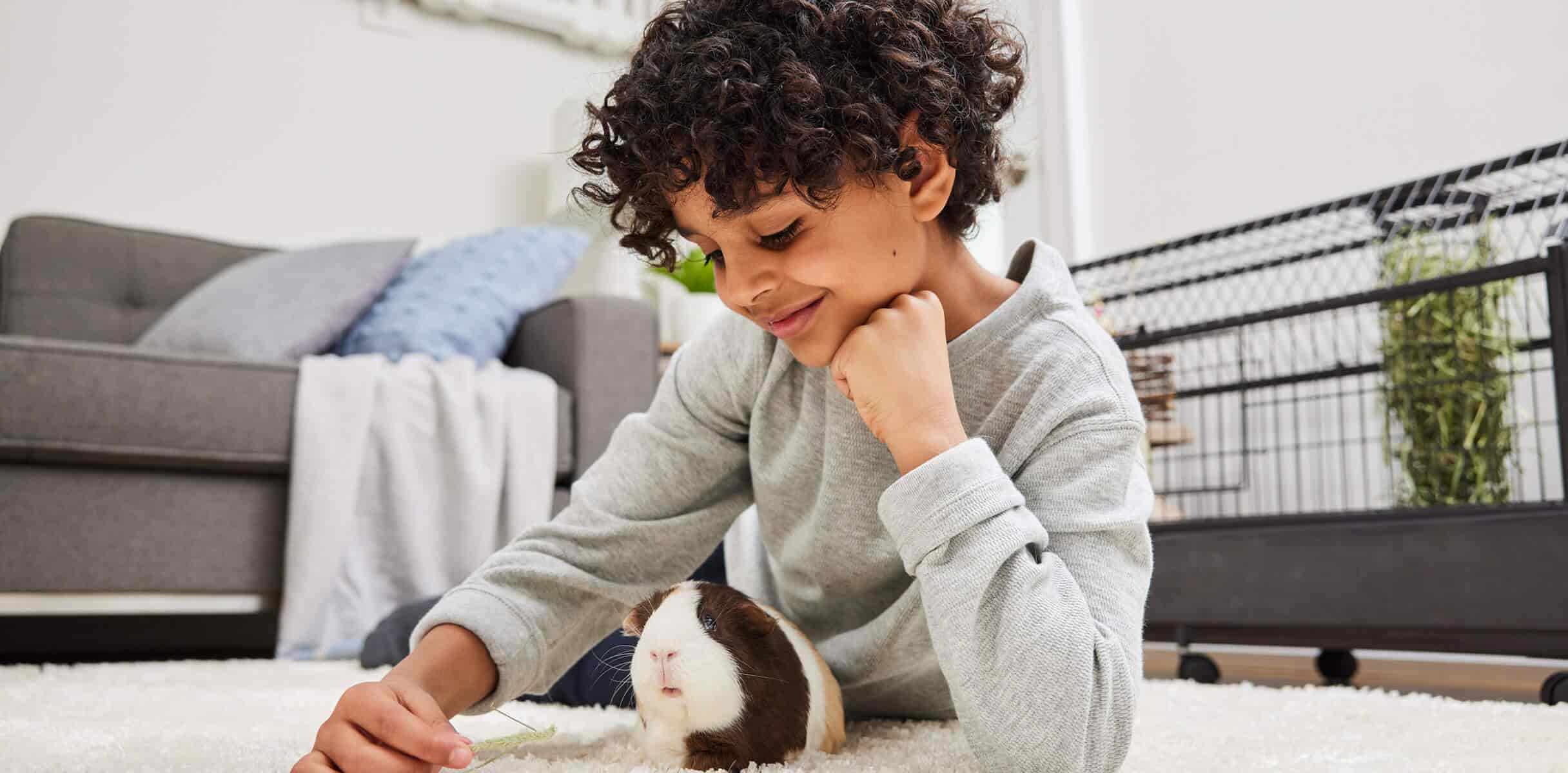 A guinea pig sitting in front of a kid