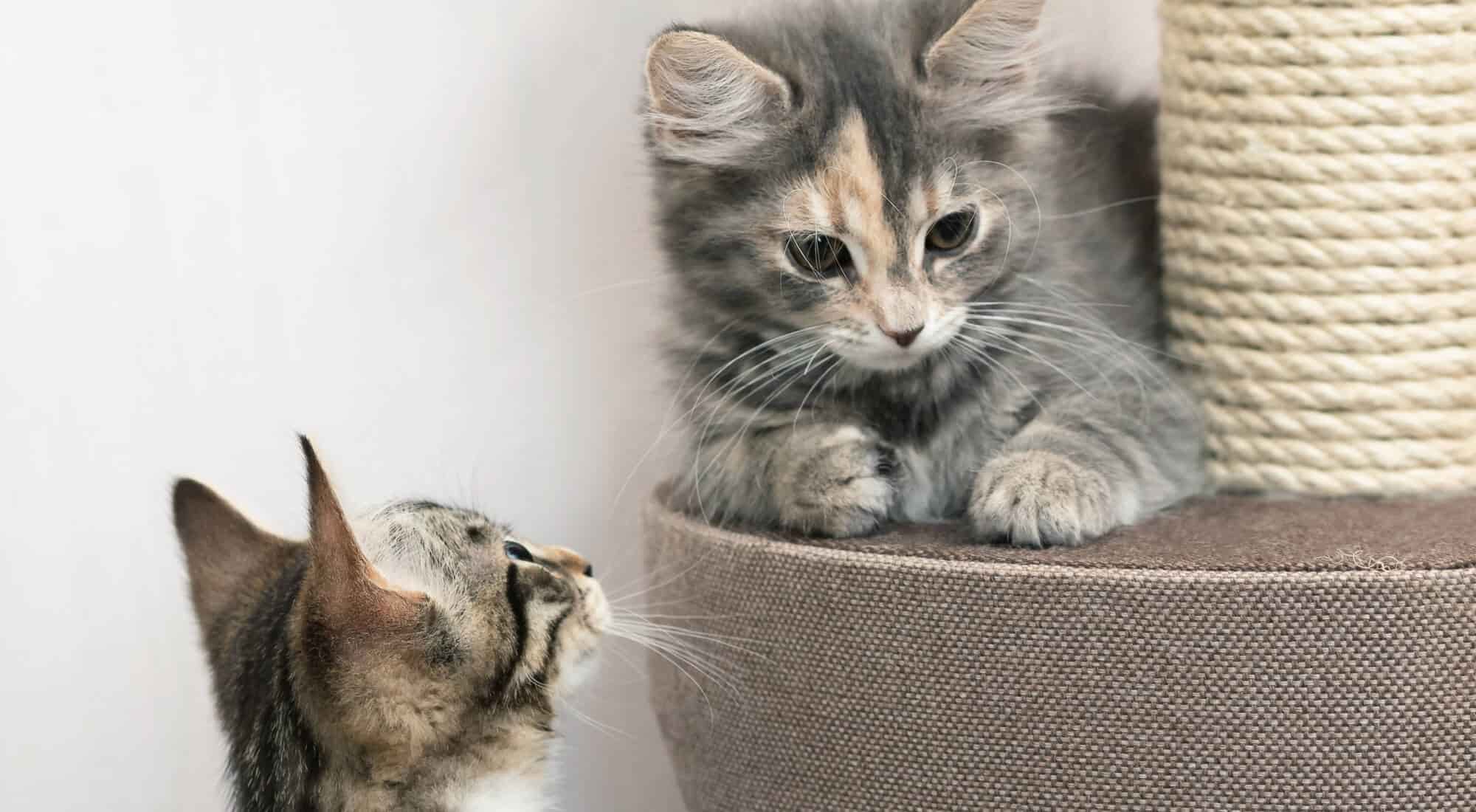 Two kittens sitting on a cat condo
