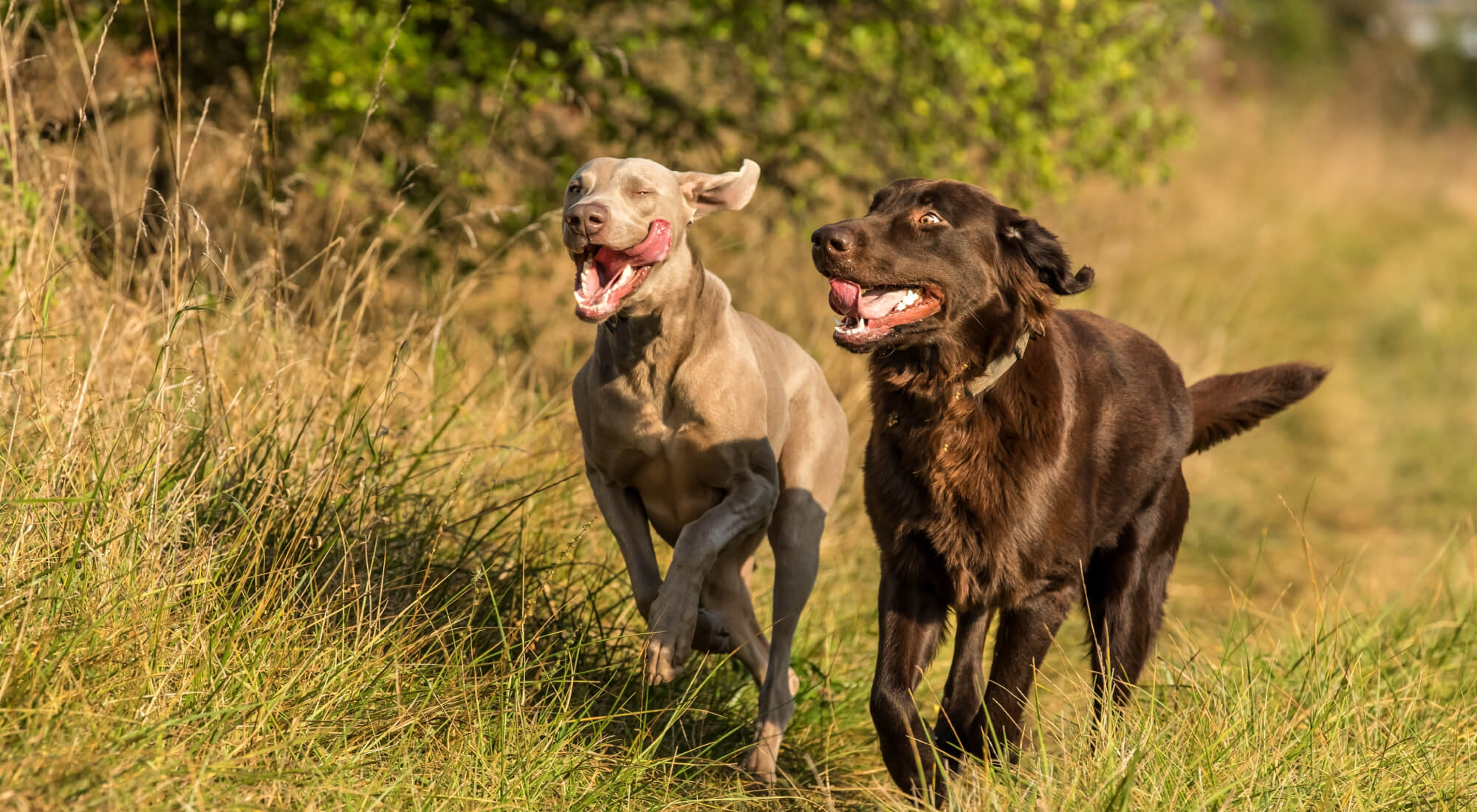Chester the Dog running with friend in long grass