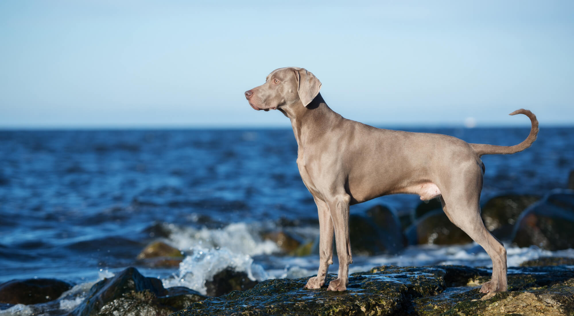 Chester the Dog standing on rocks looking at ocean