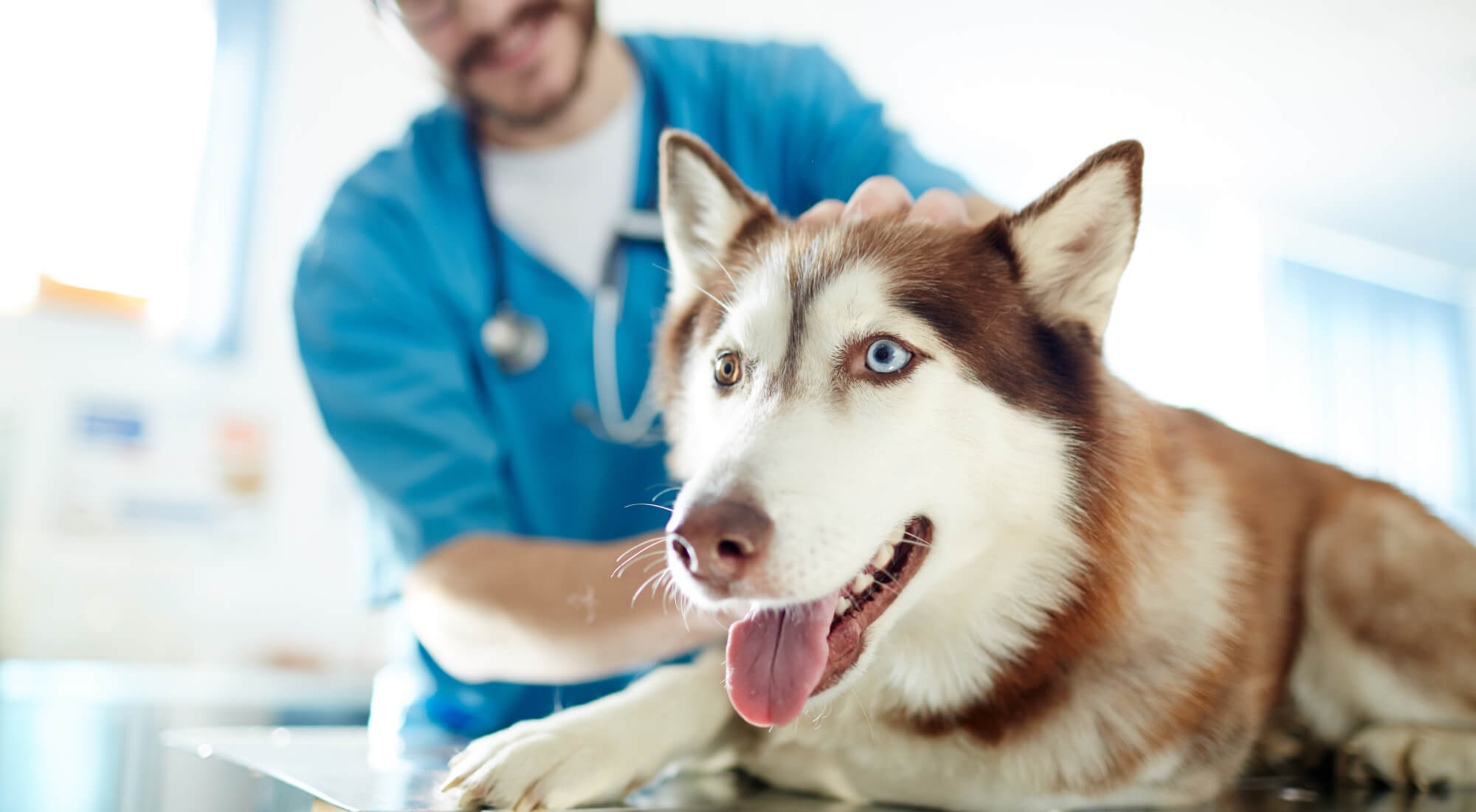 Husky dog with smiling vet