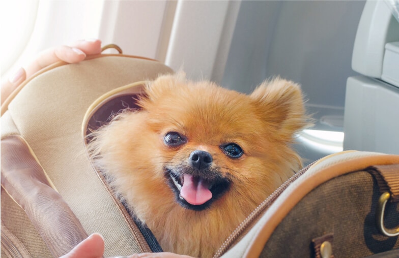 Fluffy dog sitting in travel carrier