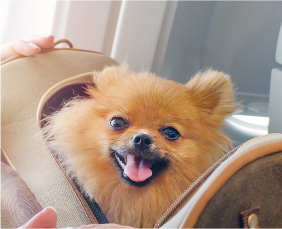 Fluffy dog sitting in travel carrier