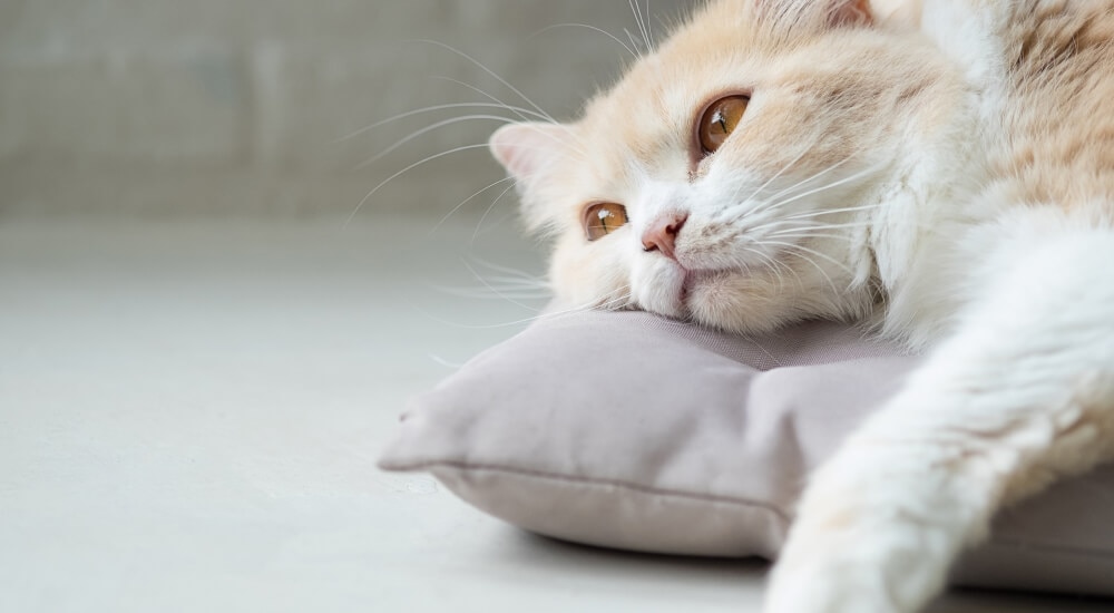 Cat daydreaming on pillow
