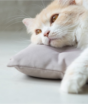 Cat daydreaming on pillow