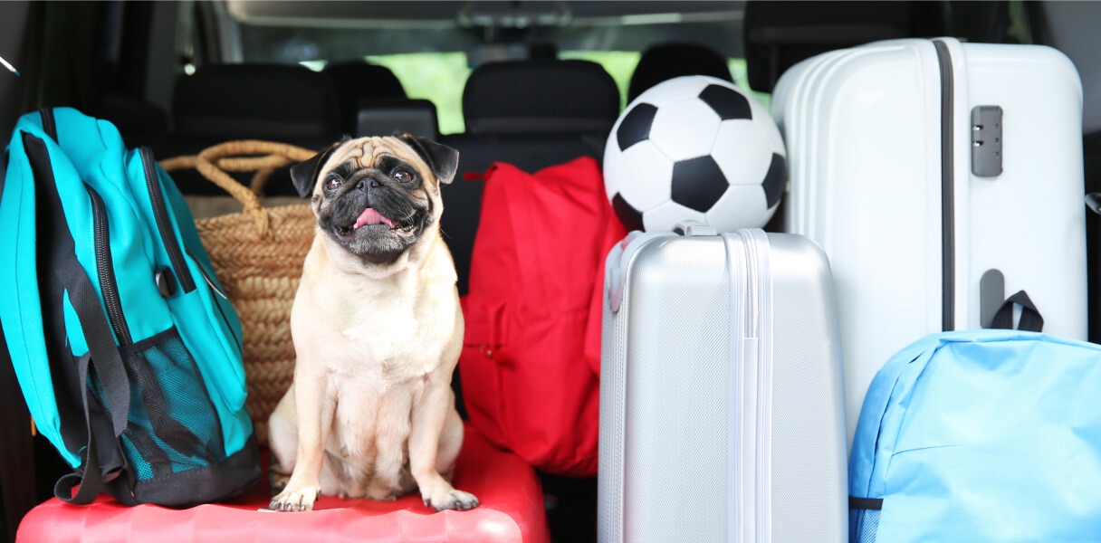 Pug dog sitting in packed trunk of car with suitcases and a soccer ball