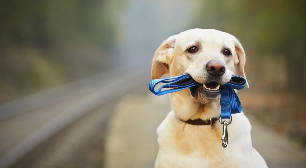 Dog lost outside holding leash in its mouth
