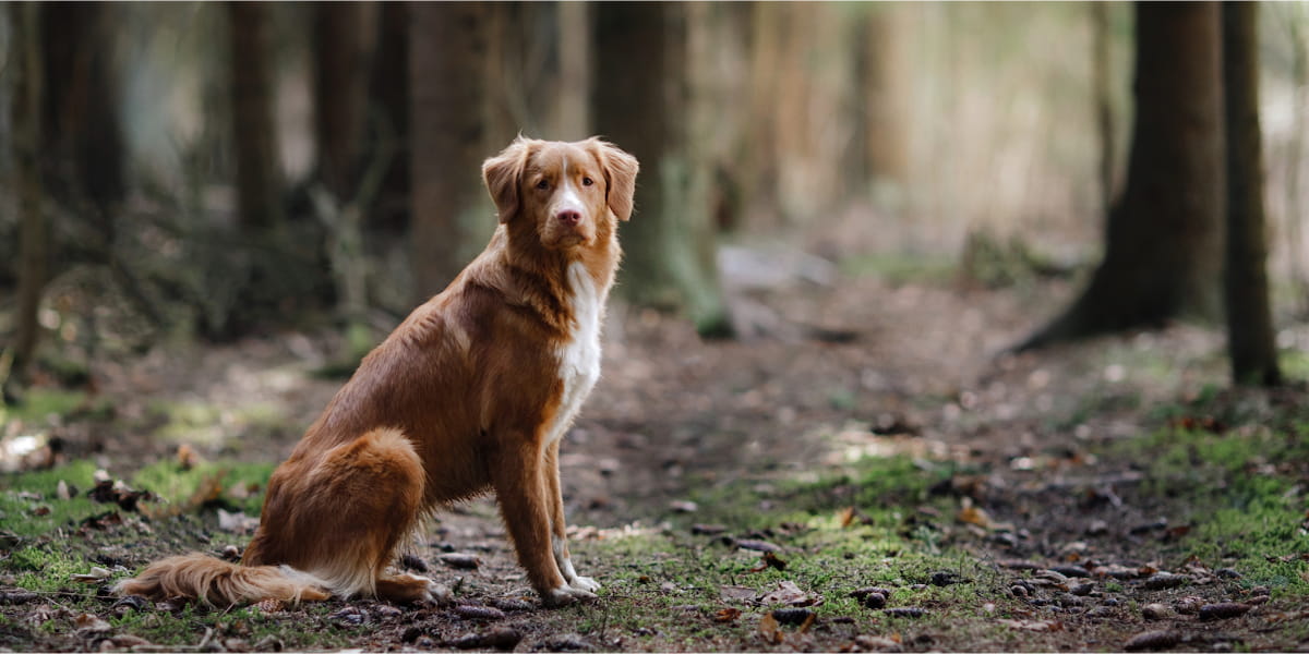Pet safety tips for outdoor summer adventures - Dog in the woods