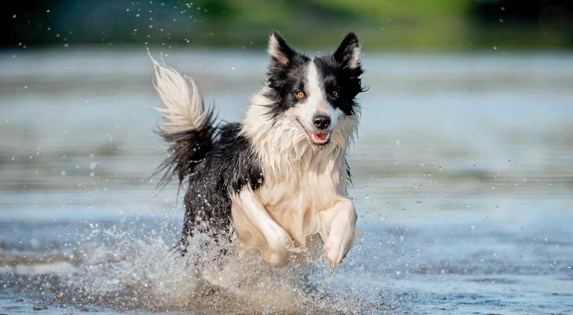 Healthy swim - dog playing in water