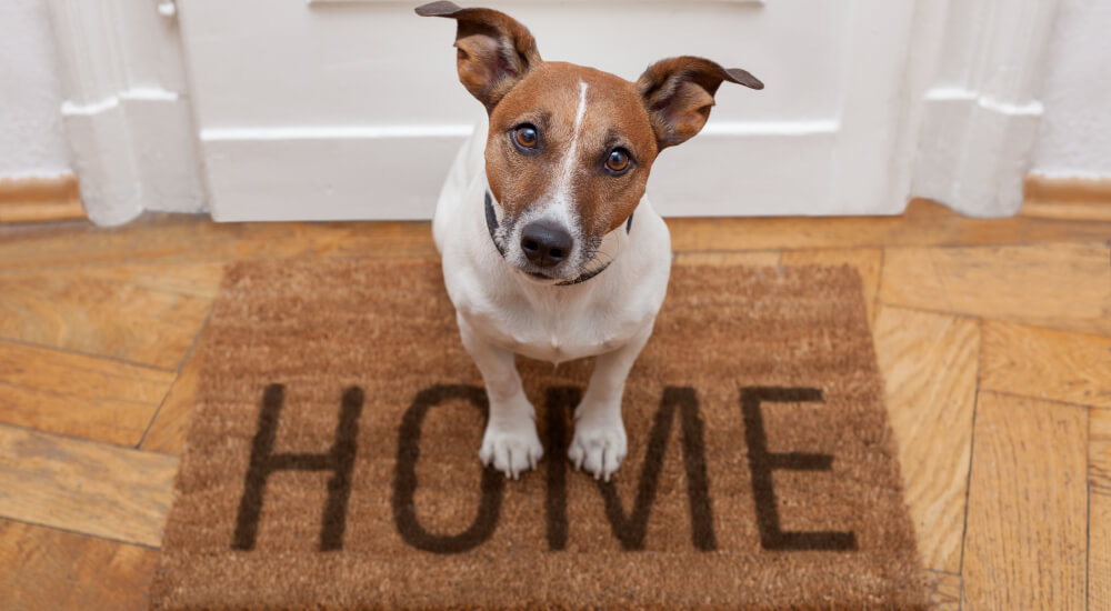  Jack Russel dog sitting on welcome home mat