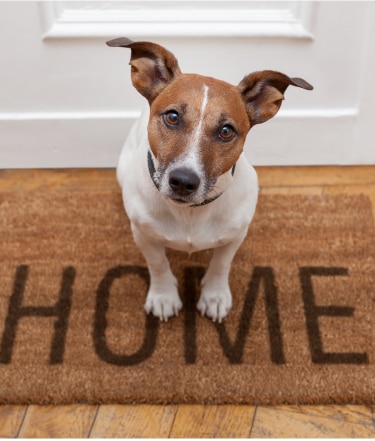  Jack Russel dog sitting on welcome home mat