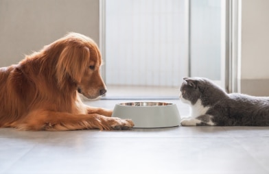 Dog and cat staring at each other over food bowl