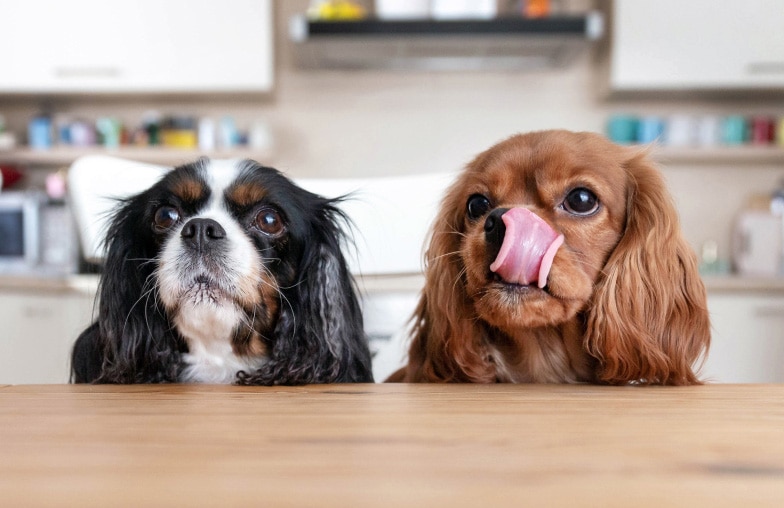 Two dogs waiting for their food, licking lips