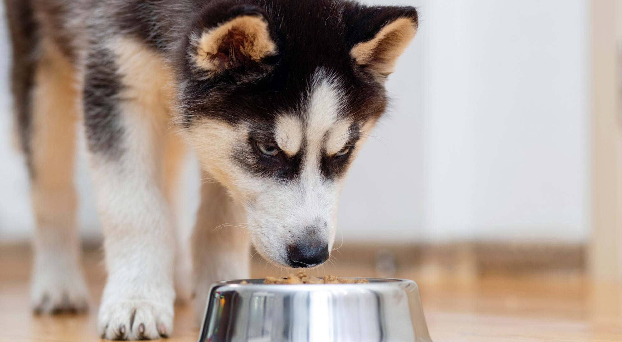 Husky dog about to eat kibble