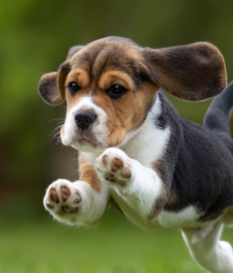 Puppy leaping on a lawn