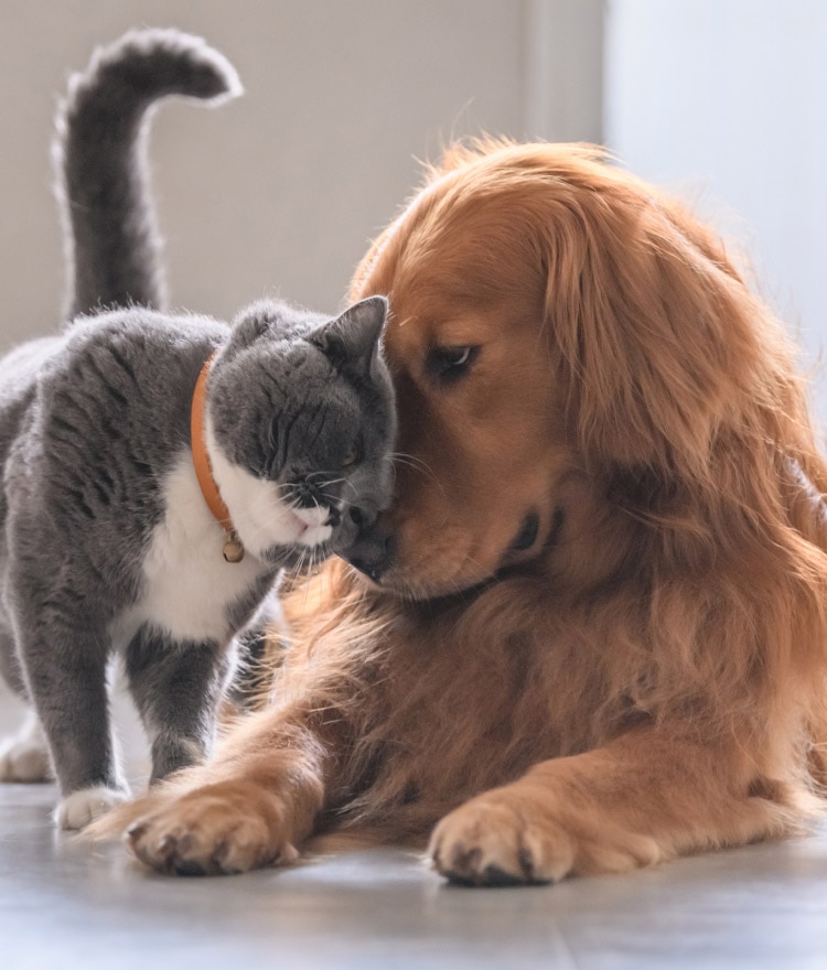 Cat cuddling against a dog