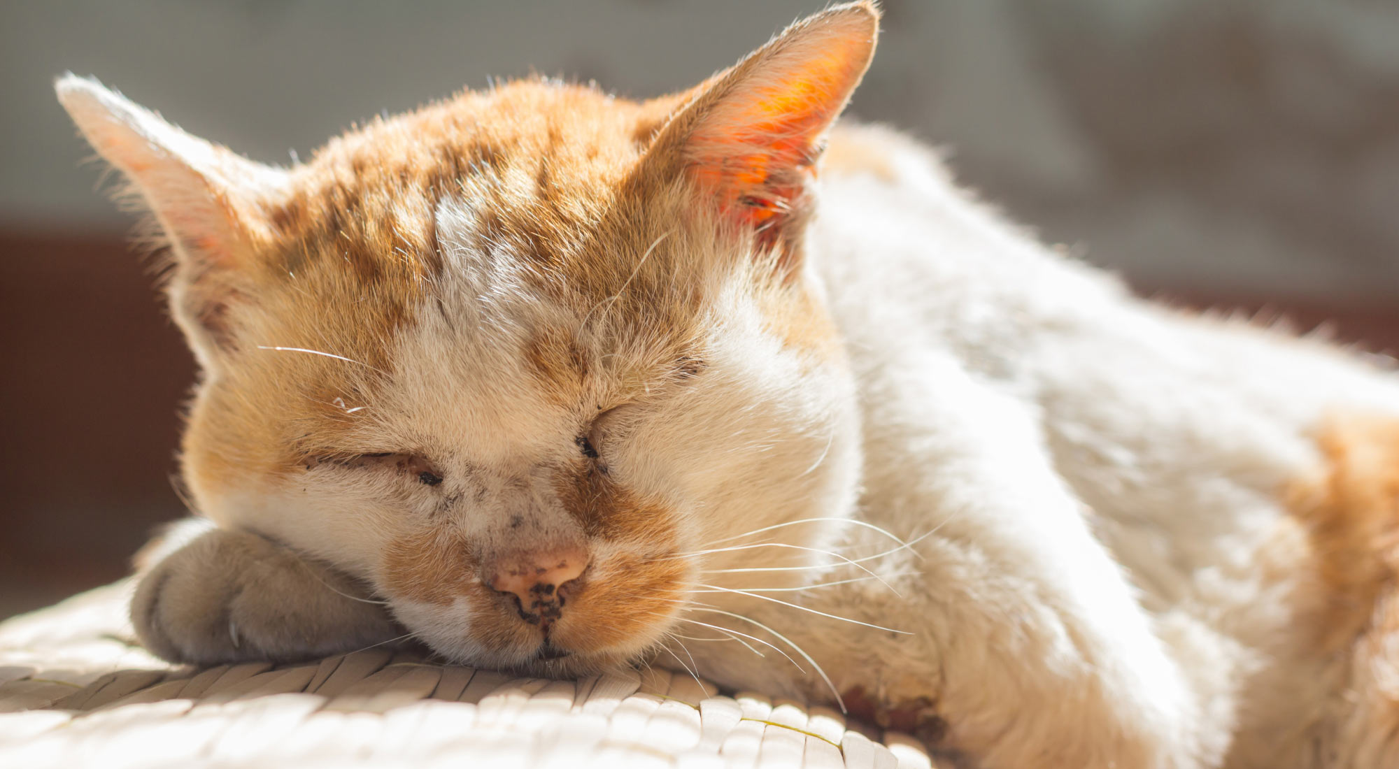 Senior cat taking a nap in the sun