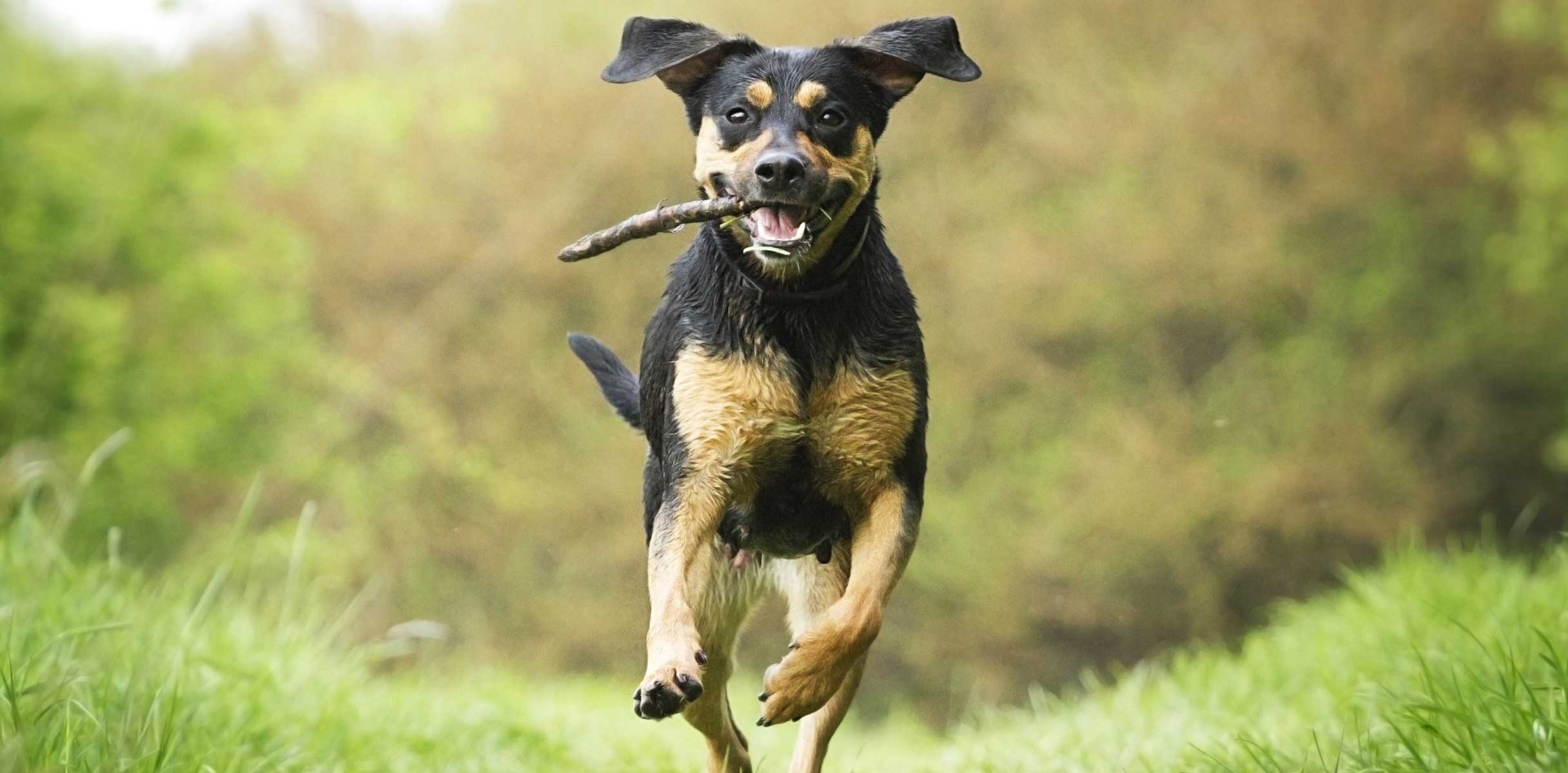 Dog running with a stick